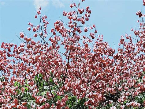 四季開花喬木|【四季開花喬木】四季綻放的絕美喬木：全年盛開的視覺饗宴 – 每。